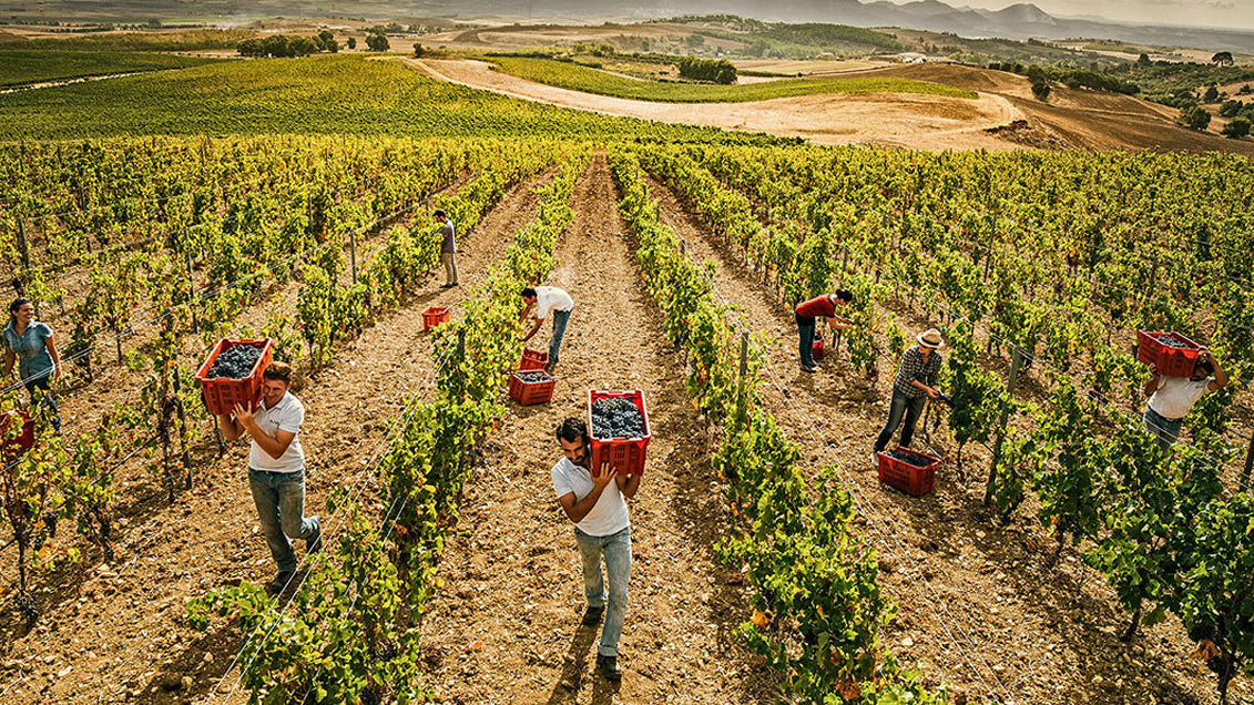 Su'Diterra Il Vino dell’Estate che Resiste all’Autunno